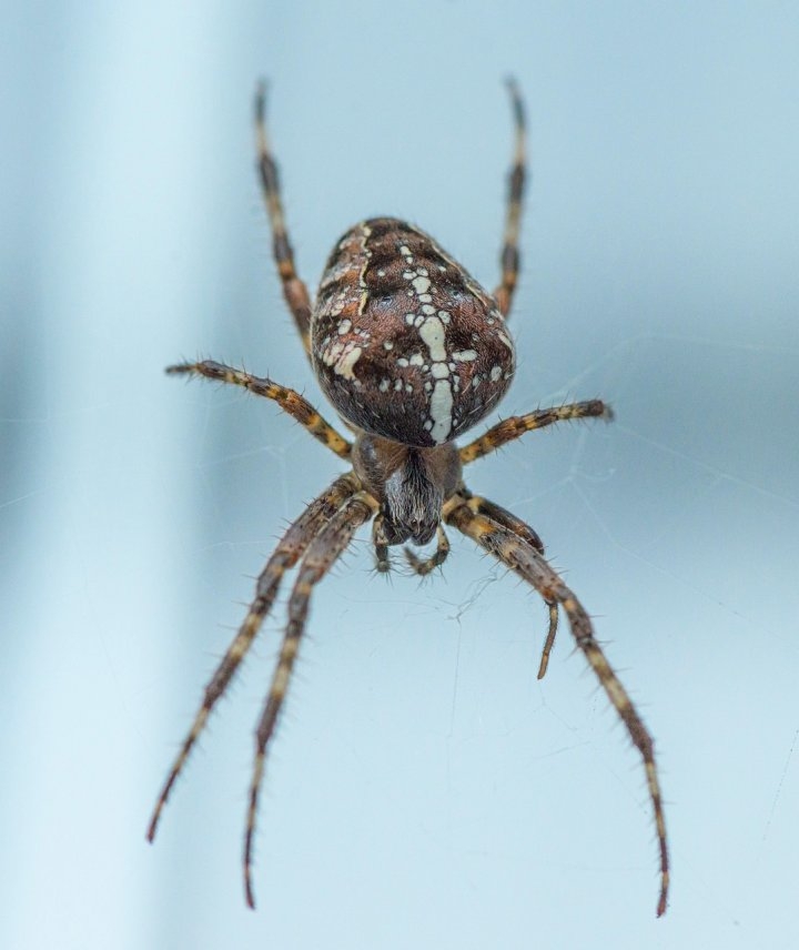 足が動かない夢の夢占いとスピリチュアル意味
